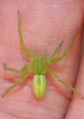 Green Huntsman Spider