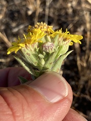 Heterotheca vespertina