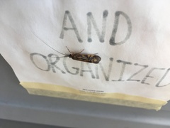 Macrostemum zebratum