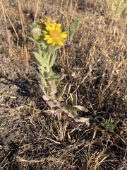 Heterotheca vespertina