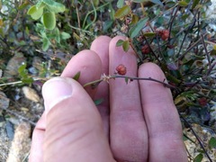 Ayenia compacta