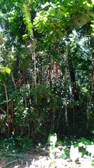 Heliconia stilesii image