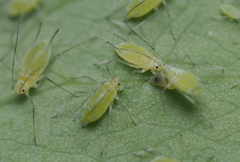Illinoia liriodendri