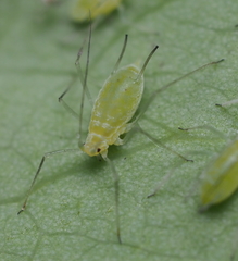 Illinoia liriodendri
