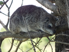 Dendrohyrax arboreus