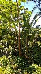 Heliconia platystachys