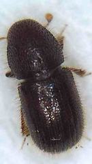 Coccotrypes dactyliperda