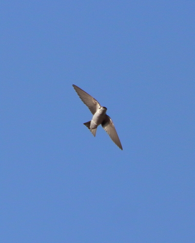 Violet-green Swallow