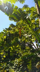 Heliconia platystachys