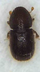 Coccotrypes dactyliperda