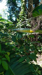 Heliconia platystachys
