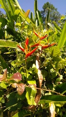 Heliconia × nickeriensis