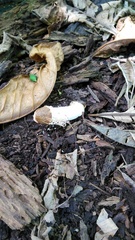 Phallus atrovolvatus