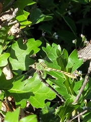 Ophiogomphus severus