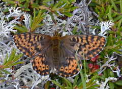 Boloria polaris