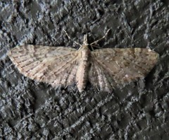 Eupithecia unicolor