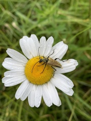 Lepturobosca chrysocoma