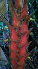 Heliconia danielsiana