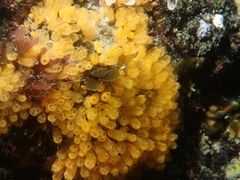 Pycnoclavella stanleyi