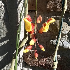 Thunbergia mysorensis