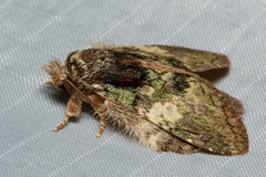 Syntypistis charistera