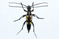 Etorofus subhamatus