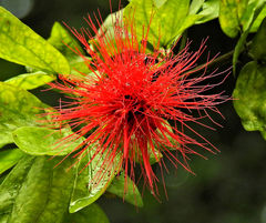 Calliandra tergemina emarginata