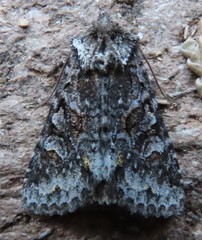 Lacinipolia cuneata