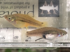 Xiphophorus variatus