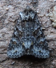 Lacinipolia cuneata