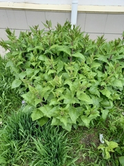 Parasenecio hastatus