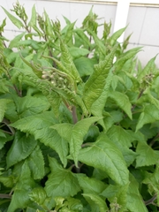 Parasenecio hastatus