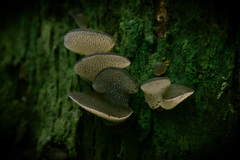 Pseudohydnum orbiculare