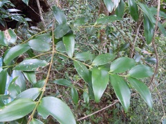 Agathis robusta