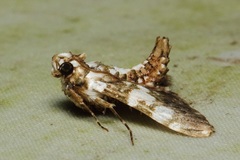 Termioptycha