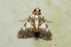 Termioptycha