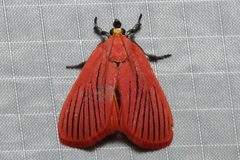 Arctioblepsis rubida