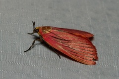 Arctioblepsis rubida