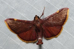 Hypsopygia mauritialis