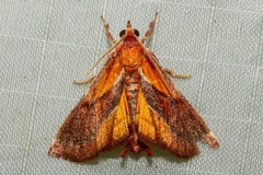 Toccolosida productalis