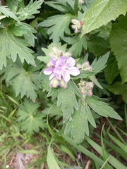 Geranium erianthum