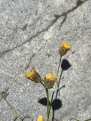 Erigeron reductus angustatus