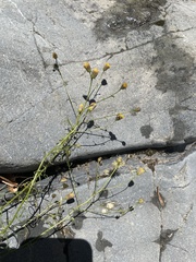 Erigeron reductus angustatus