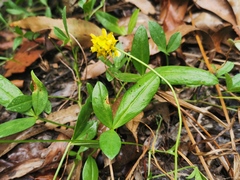 Listia bainesii