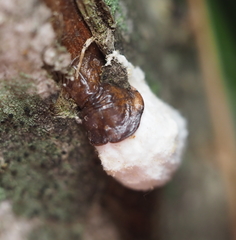 Pulvinaria innumerabilis