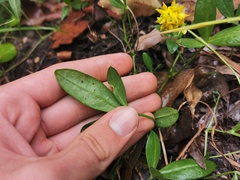 Listia bainesii