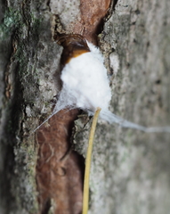 Pulvinaria innumerabilis