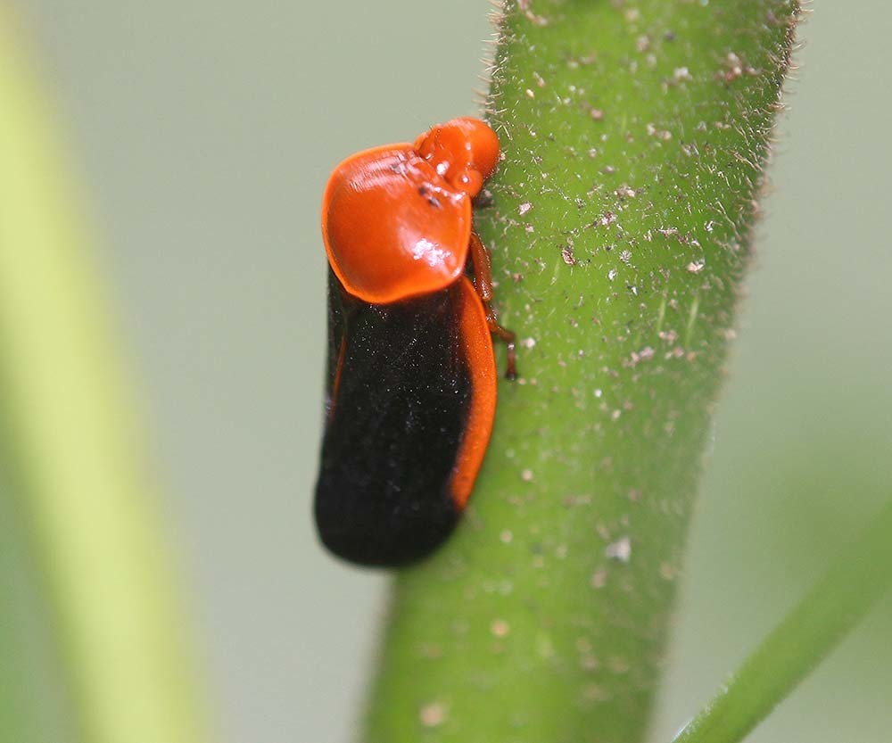 Leptataspis fuscipennis