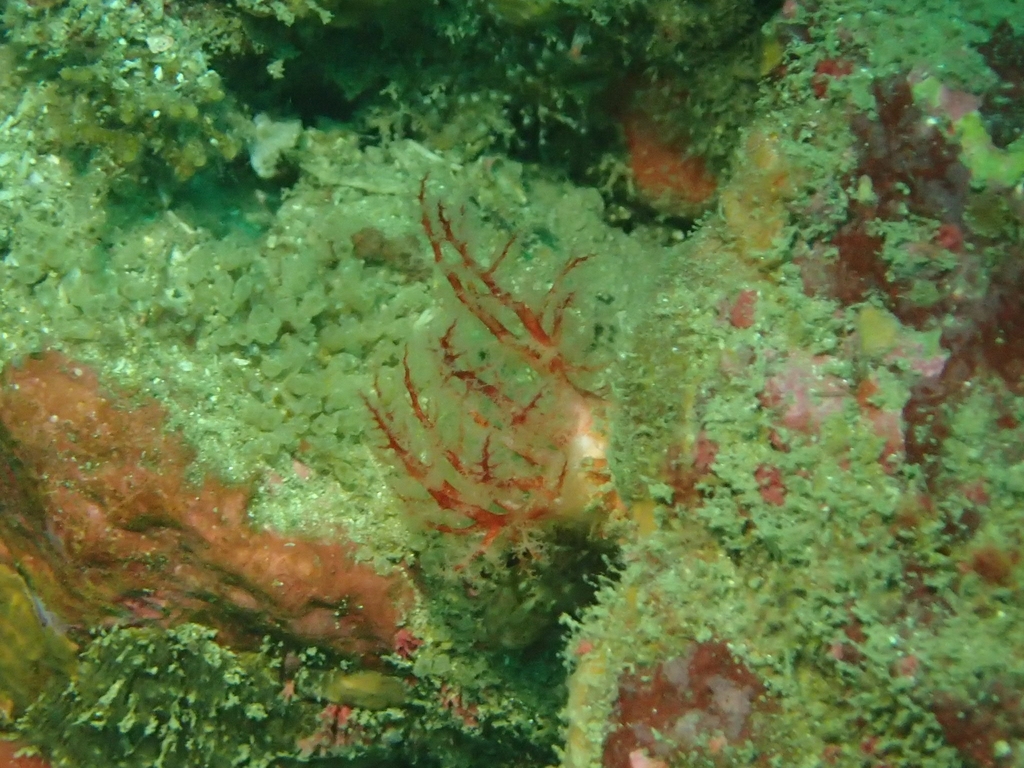 Red Sea Cucumber (Echinoderms of the North Eastern Pacific (Alaska to