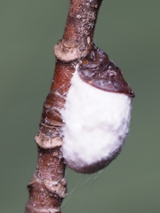 Pulvinaria innumerabilis